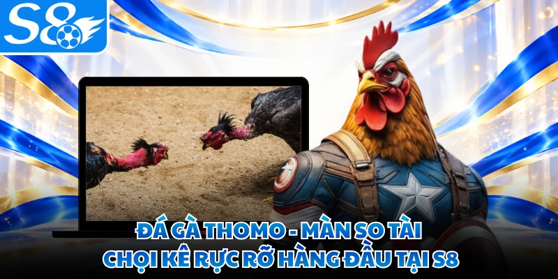 Đá Gà Thomo - Màn So Tài Chọi Kê Rực Rỡ Hàng Đầu Tại S8
