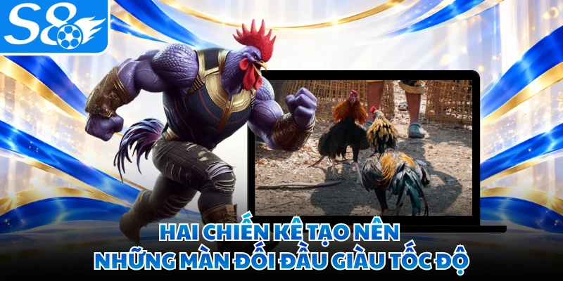 Hai chiến kê tạo nên những màn đối đầu giàu tốc độ