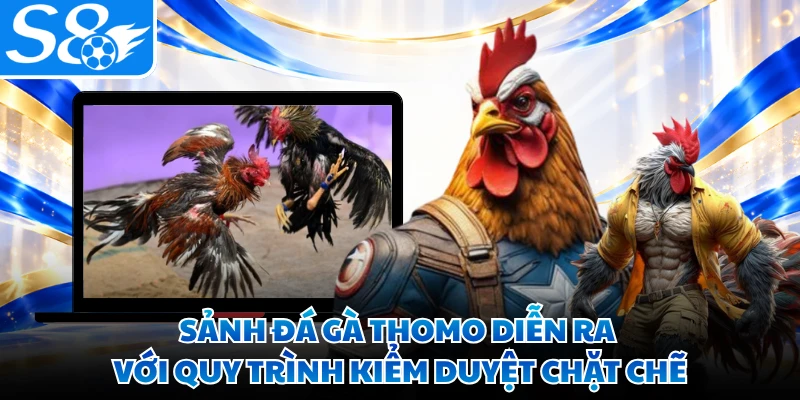 Sảnh đá gà Thomo diễn ra với quy trình kiểm duyệt chặt chẽ
